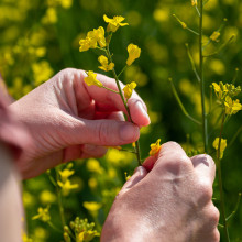 密切的手检查一批小黄色的花